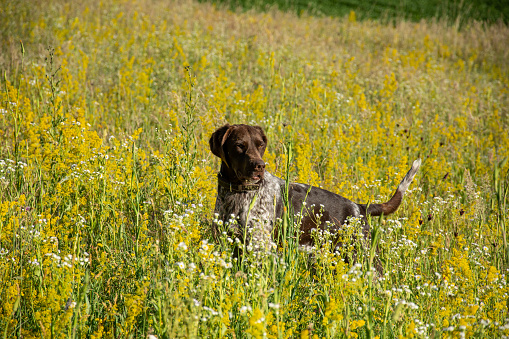 Hunting dog sits near the foot of the hunter