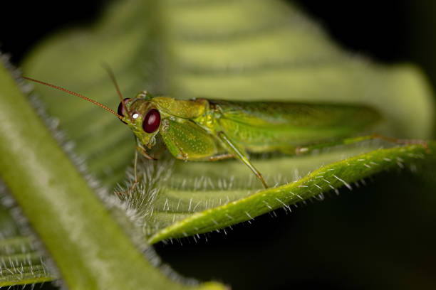 istock Adult Acontistid Mantis 1406251524