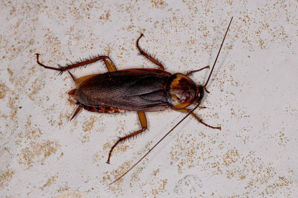 istock Adult American Cockroach 1406251545