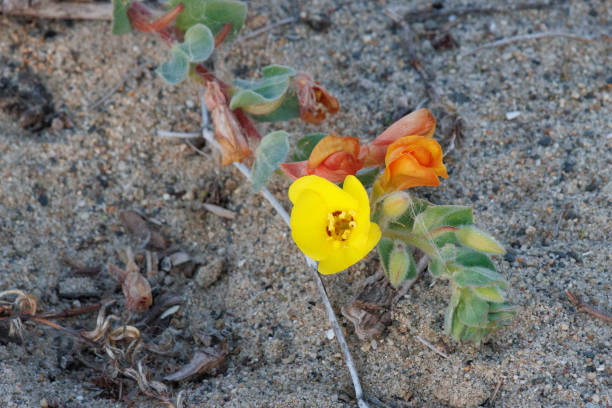 istock CAMISSONIOPSIS CHEIRANTHIFOLIA BLOOM - SAN DIEGO COUNTY - 020922 1406251556