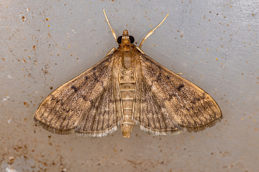 Adult Pearl Moth of the Tribe Herpetogrammatini