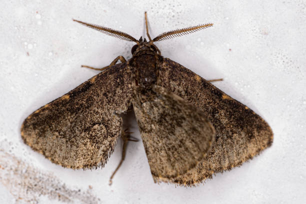 istock Adult Moth Insect 1406251622