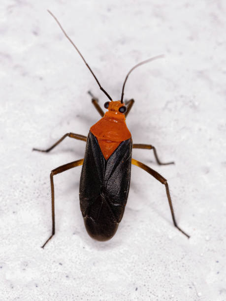 istock Adult Plant Bug 1406251626
