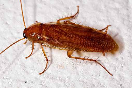 Cockroach on white background