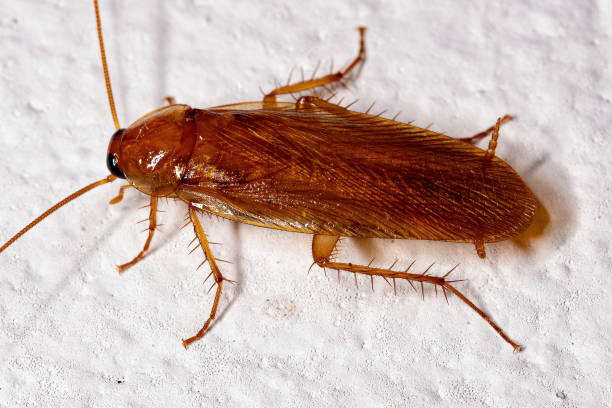 Adult Wood Cockroach stock photo