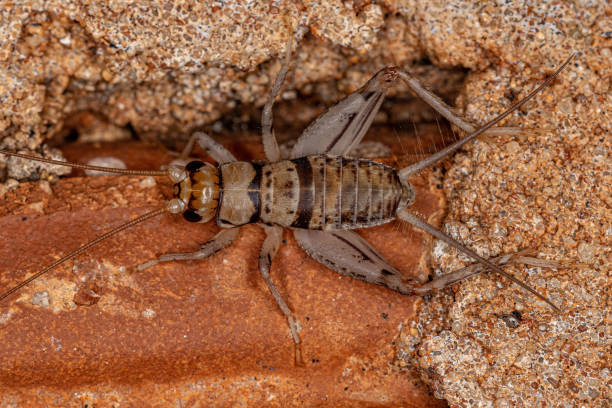 istock Male Field Cricket 1406251681