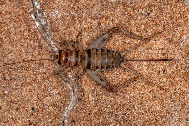 istock Female Field Cricket 1406251714