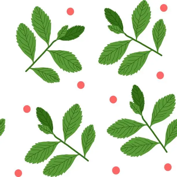 Vector illustration of Branches and berries of cranberries