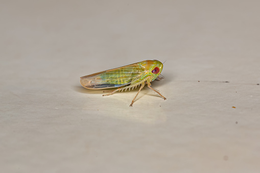 Small adult Typical Leafhopper of the Tribe Pendarini