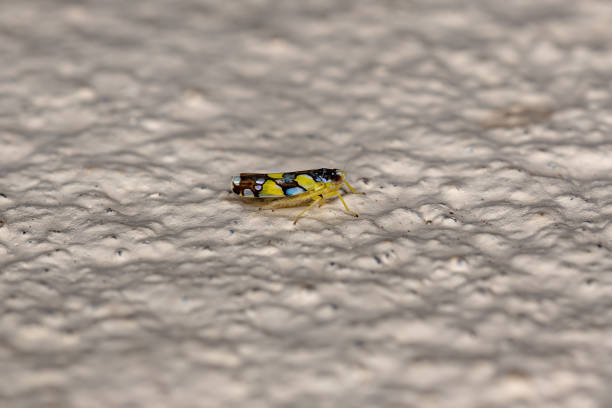 istock Adult Brazilian Leafhopper 1406252803