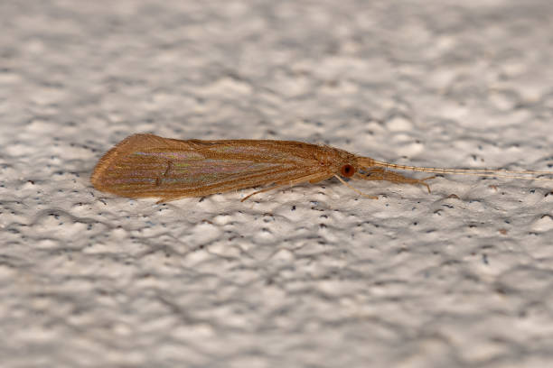 istock Adult Caddisfly Insect 1406252841