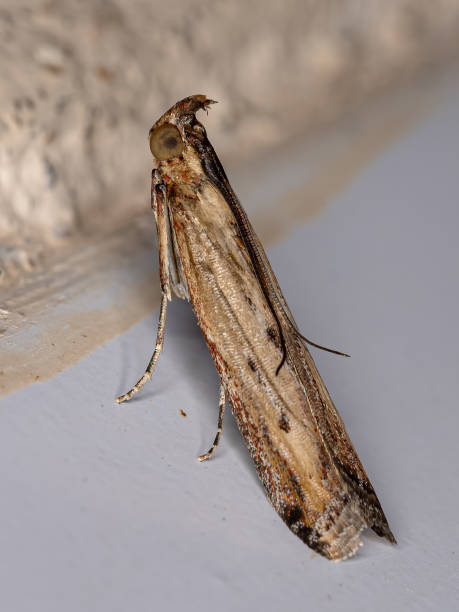 istock Adult Moth Insect 1406252885