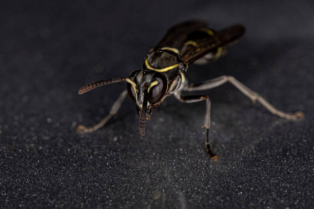 istock Yellow-banded Polybia Wasp 1406252976