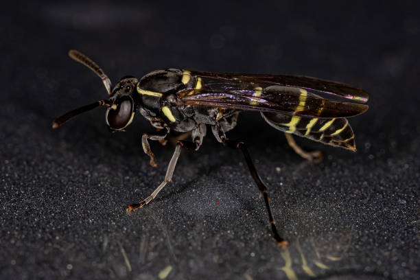 istock Yellow-banded Polybia Wasp 1406252977