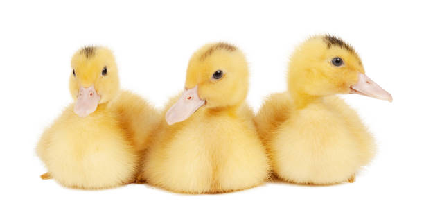 istock Three yellow mulards on a white background, a young poultry. 1406253554