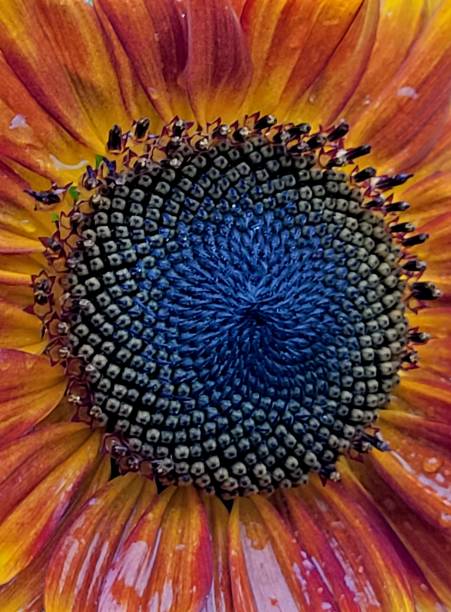 istock Sunflower after the rain 1406253668
