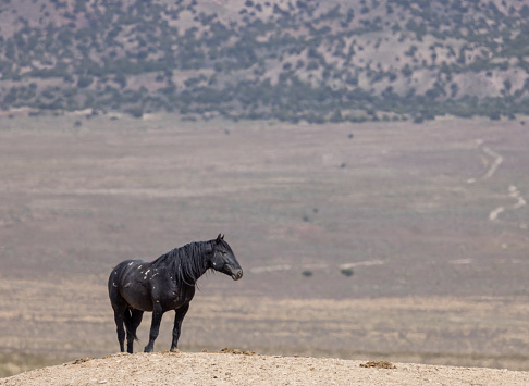 a beautiful wild horse in spring int he Utah desert
