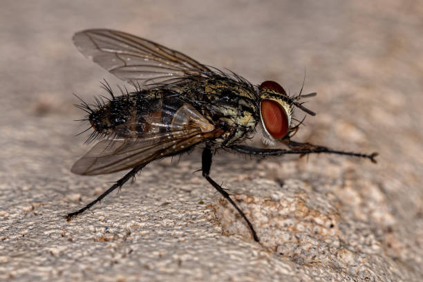 istock Adult Bristle Fly 1406253823