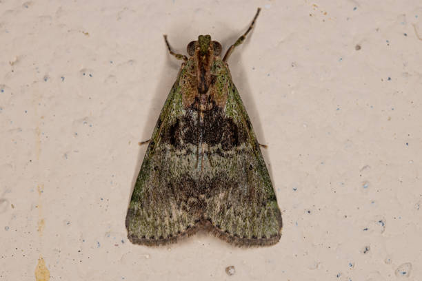 istock Adult Pyralid Snout Moth 1406253842