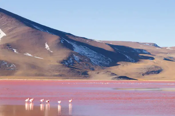 Laguna Colorada flamingos, Bolivia. Puna flamingo. Andean wildlife. Red lagoon