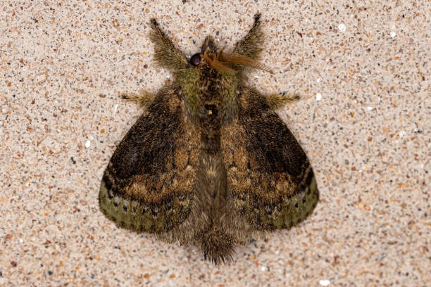 istock Adult Lappet Moth 1406253967