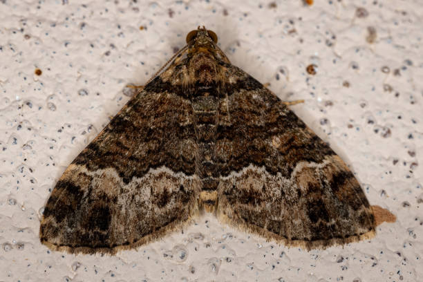istock Adult Carpet Moth 1406253973
