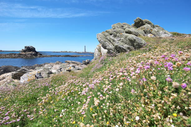 istock Maritime armerias on the Breton coast 1406254100