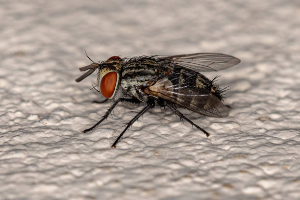 istock Adult Bristle Fly 1406254229
