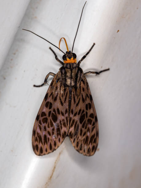 istock Adult Tiger Moth 1406254266