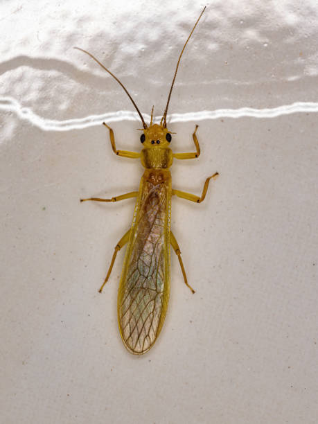 Adult Common Stonefly insect Adult Common Stonefly insect of the Family Perlidae plecoptera stock pictures, royalty-free photos & images