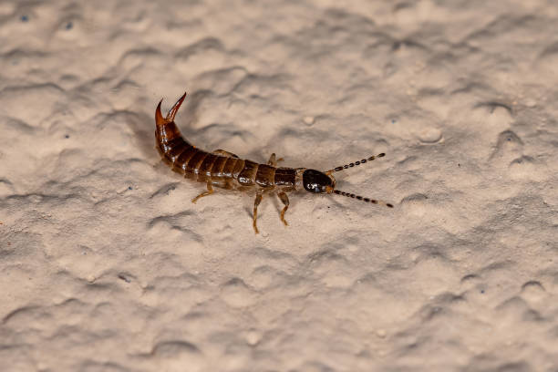 Adult Common Earwig