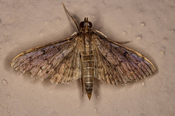 istock Adult Pearl Moth 1406254319