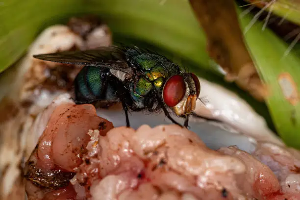 Adult Greenbottle Fly of the genus Lucilia eating meat