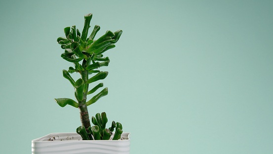Incredible Crassula gollum, succulent in a white square pot on a blue endless background. Blue cyclorama. Copy space.