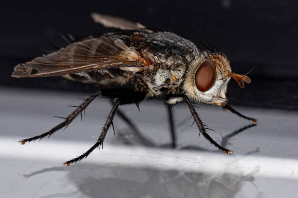 istock Adult Bristle Fly 1406254365