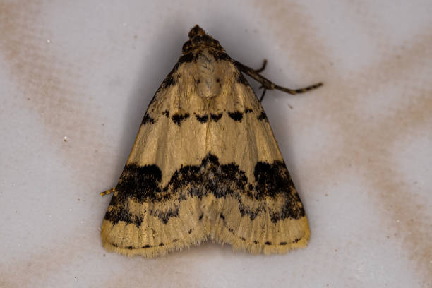 istock Adult Moth Insect 1406254439