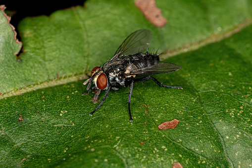 A macro shot of a common house fly.  Shot with the canon MP-E lens.