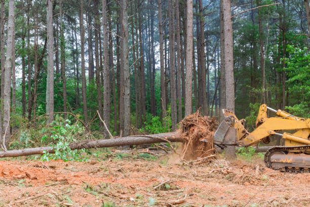 森林伐採と樹木の根こそぎは、住宅団地に家を建てるために土地が開墾されたときに起こります - glade land construction vehicle built structure ストックフォトと画像