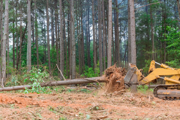 istock A deforestation and uprooting of trees occurs when land is cleared to construct houses in a residential complex 1406255242