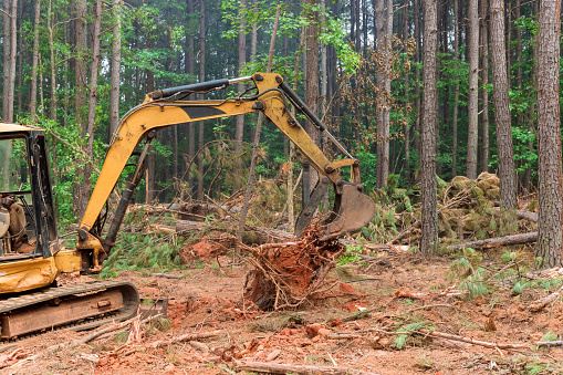 Construction site area of tree stump removal roots into forest with preparing land for housing new complex