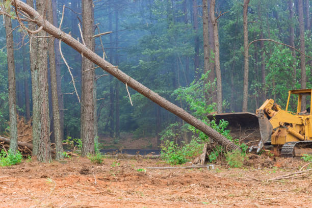 istock A tractor is working to prepare the land for new house construction while trees are uprooted and deforested. 1406255276