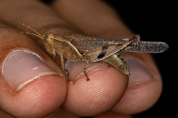 istock Adult Short-horned Grasshopper 1406255290