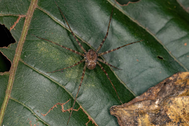 istock Adult Nursery Web Spider 1406255439