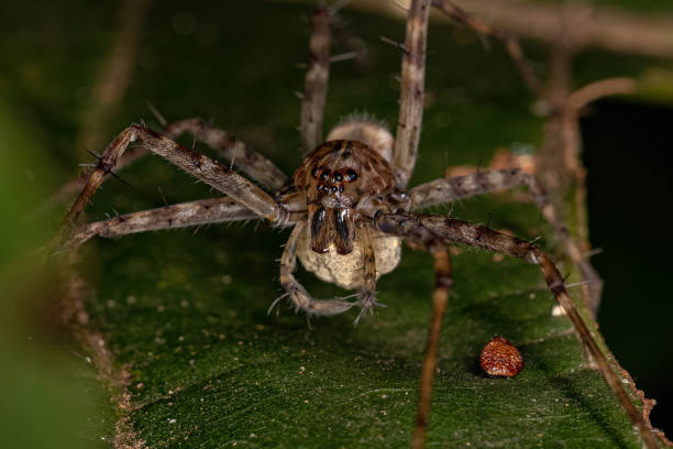 Adult Nursery Web Spider stock photo