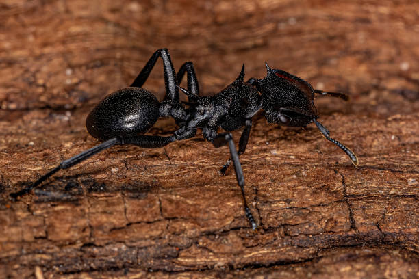 istock Adult Female Giant Turtle Ant 1406255559