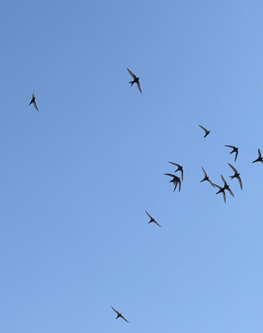 Birds flying over the blue sky, swallows seen from below