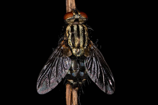 Adult Flesh Fly Adult Flesh Fly of the Family Sarcophagidae dead by fungus flesh fly photos stock pictures, royalty-free photos & images