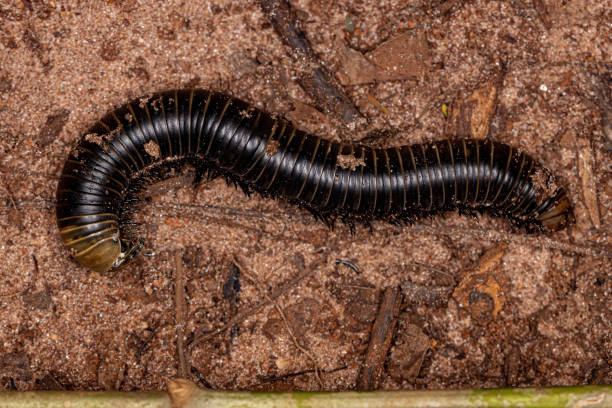 istock adult millipede arthropod 1406255833