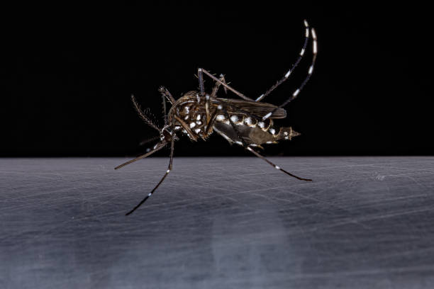 Adult Female Yellow Fever Mosquito stock photo