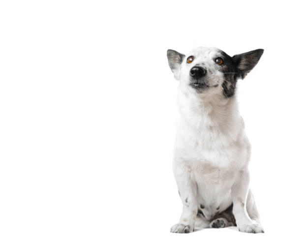 Portrait of an adorable small black and white dog, isolated on white, copy space on the left. stock photo